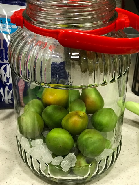 layer the unripened plums and rock sugar in the jar until finished