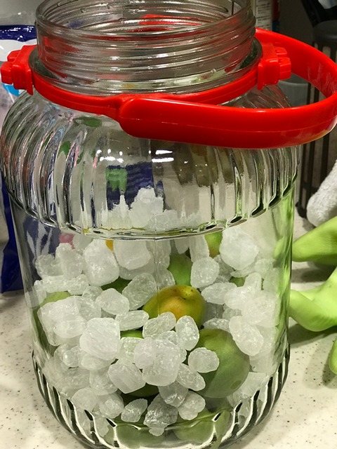 layer the unripened plums and rock sugar in the jar until finished