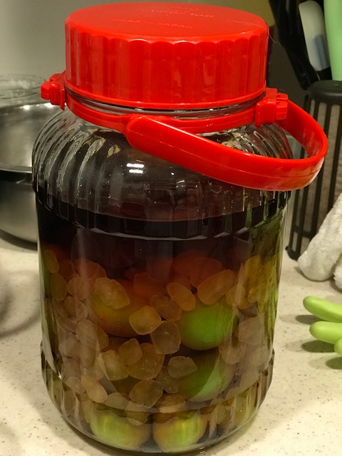 Very large jar full of newly made ume shu (Japanese plum wine).