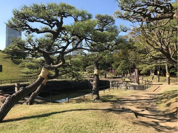 Metropolitan Gardens : 東京都故園, Japanese Culture, Sculpted pine trees, small canal, walking paths around the small hill, and some office towers in the background.