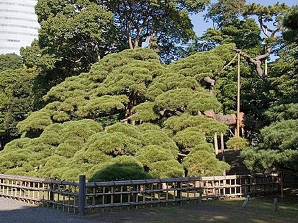 Metropolitan Gardens : 東京都故園, Japanese Culture, Three hundred year old pine tree, wooden fence, walking path.