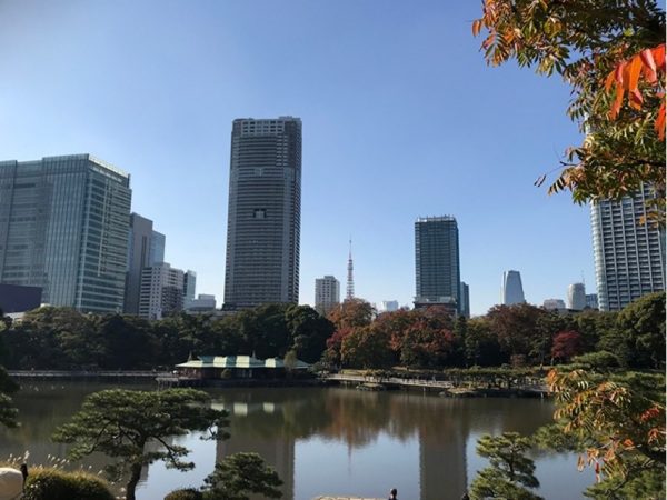 Metropolitan Gardens : 東京都故園, Japanese Culture, View across the tidal lake, green trees and trees with autumn foliage, and many office towers in the background at Hama-rikyu gardens at downtown Tokyo.