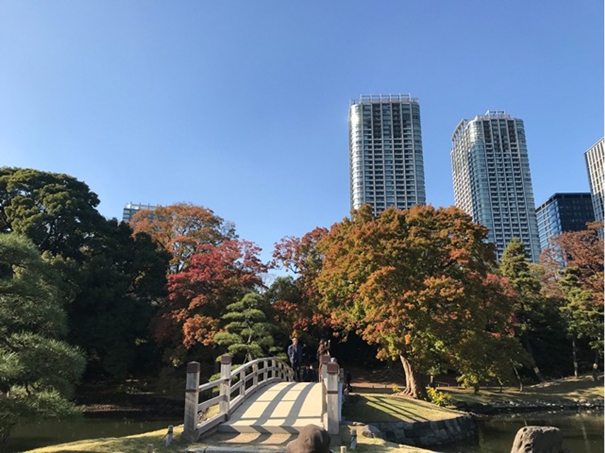 Japanese Culture, Tokyo Metropolitan Gardens : 東京都故園, Japanese Culture, Wooden bridge leading to islets with fall foliage on the trees with office buildings in the background at Hama-rikyu gardens near downtown Tokyo.