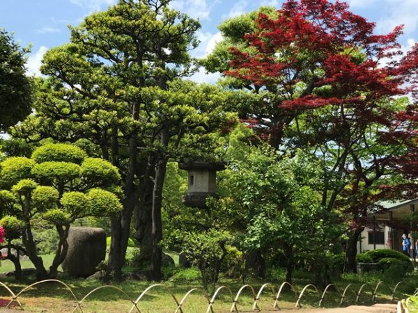 Metropolitan Gardens : 東京都故園, Japanese Culture, Green and red foliage around a traditional Japanese stone lantern.