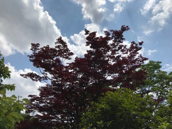 Metropolitan Gardens : 東京都故園, Japanese Culture, Tree with red leaves against a blue sky with clouds with some other green leaved trees.