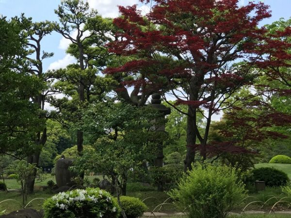 Metropolitan Gardens : 東京都故園, Japanese Culture, Green trees and shrubs with one tree with red leaves.