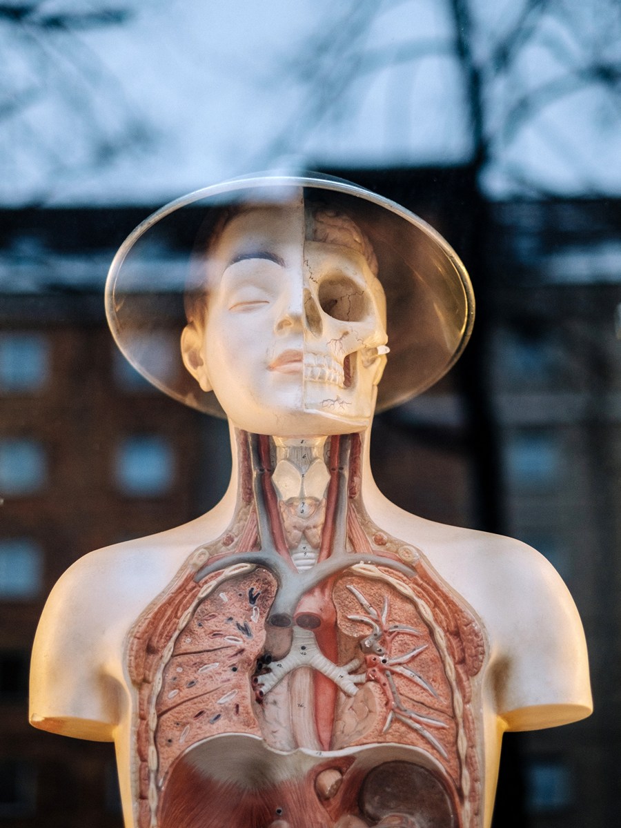 Medical display of the inside and outside parts of the human torso and head.