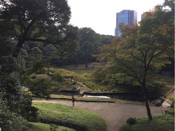 Metropolitan Gardens : 東京都故園, Japanese Culture, Looking out over the rice field and plum tree grove at Koishikawa Korakuen gardens, shrubs, surrounding green trees and some with autumn foliage, and office buildings in the background.