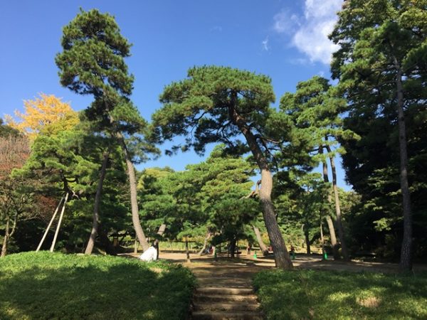 Metropolitan Gardens : 東京都故園, Japanese Culture, Sculpted, ancient, large pine trees, bamboo grass, blue sky and a tree on the left with yellow leaves.