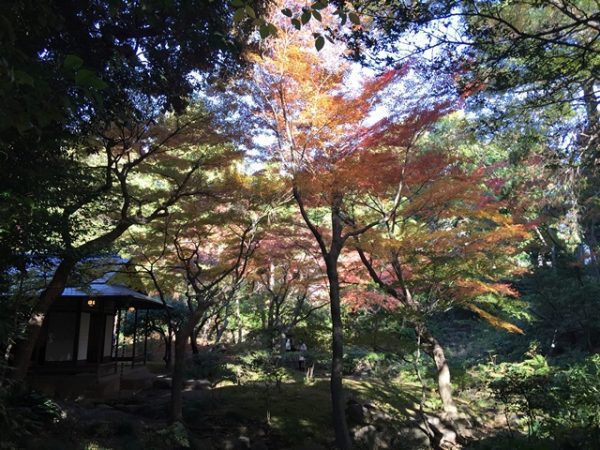 Metropolitan Gardens : 東京都故園, Japanese Culture, The sun lights up a red maple in the middle of a dark wood with a wooden building on the left at Kyu-Furukawa gardens.