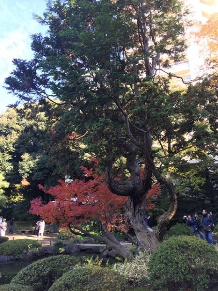 Metropolitan Gardens : 東京都故園, Japanese Culture, Twisted old evergreen, boulder shaped bushes, and red maple trees in full autumn foliage.