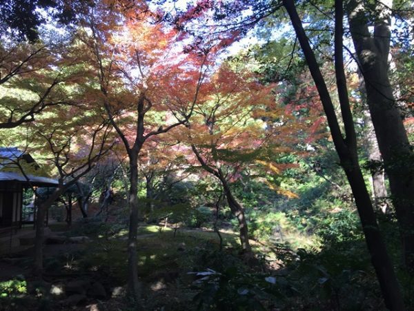 Metropolitan Gardens : 東京都故園, Japanese Culture, Sun shining through the red maple trees in full autumn foliage in a woods at Kyu-Furukawa gardens.