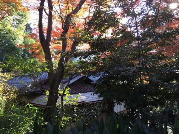 Metropolitan Gardens : 東京都故園, Japanese Culture, A woods full of broad-leaf evergreens and red maple trees with full autumn foliage over a wooden building.