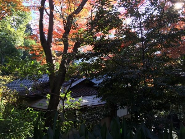 Metropolitan Gardens : 東京都故園, Japanese Culture, Autumn foliage from red maples in a green woods over a wooden building at Kyu-Furukawa Gardens.