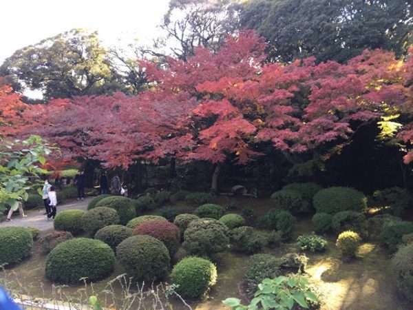 Metropolitan Gardens : 東京都故園, Japanese Culture, Beautiful autumn red maple spreading out over the ball shaped shrubs with green trees in the background.