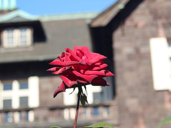 Metropolitan Gardens : 東京都故園, Japanese Culture, A red rose in autumn in front of a dark grey brick mansion.