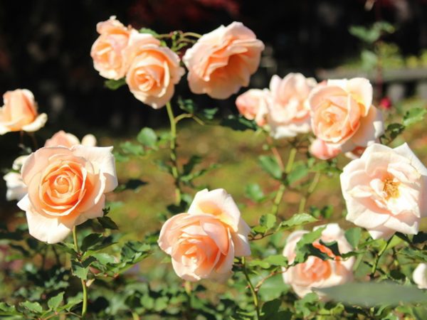 Metropolitan Gardens : 東京都故園, Japanese Culture, Peach colored roses at Kyu-Furukawa rose garden.