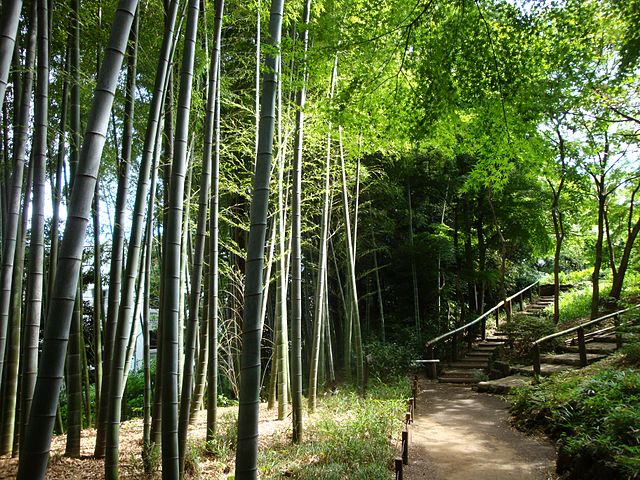 Japanese Culture, Tokyo Metropolitan Gardens : 東京都故園, Japanese Culture, A path winding through a bamboo wood.