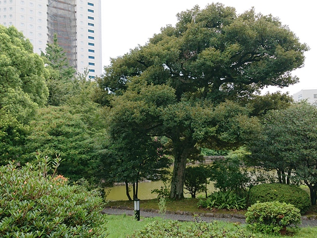 Tall apartment tower in the background, large trees and bushes with a walking path going through it at Kyu-Yasuda Garden in Tokyo.