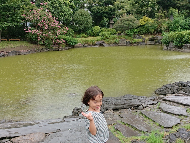 Japanese Culture, Tokyo Metropolitan Gardens : 東京都故園, Japanese Culture, A little girl near the tidal pond with a flowering tree in the background and many large unusual stones at Kyu-Yasuda Garden in Sumida City of Tokyo.