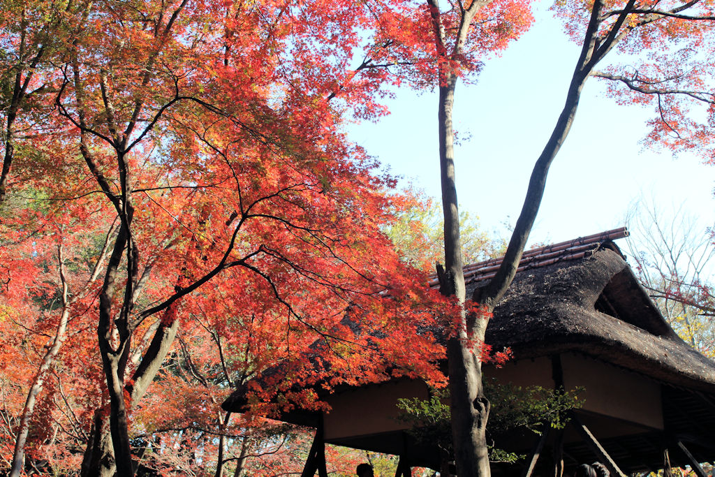 Yakushi-ike Park, Tokyo Metropolitan Gardens, An old style Japanes Gardens, An old style Japanese building with a thatched roof surrounded by autumn foliage.