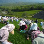 People harvesting green tea leaves.