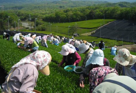 People harvesting green tea leaves.