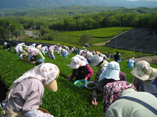 People harvesting green tea leaves.