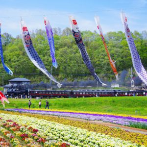Children's Day, Japan in May, Japanese Culture, Boy's Day, Iris Festival, Carp streamers on full display during Children’s Day.