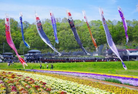 Children's Day, Japan in May, Japanese Culture, Boy's Day, Iris Festival, Carp streamers on full display during Children’s Day.