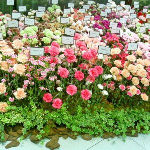 Carnations with Happy Mothers Day Wishes Cards Next to them.