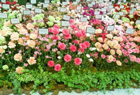 Carnations with Happy Mothers Day Wishes Cards Next to them.
