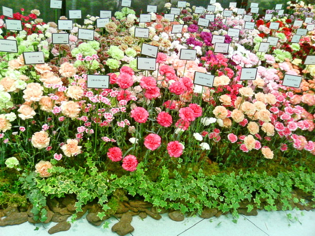 Carnations with Happy Mothers Day Wishes Cards Next to them.