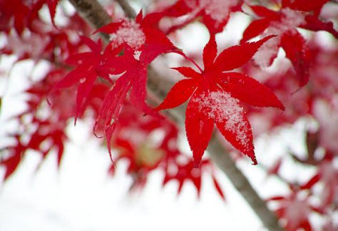 A little snow on red maple leaves.