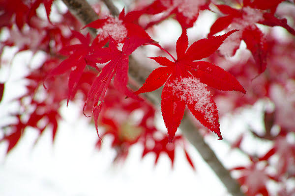 A little snow on red maple leaves.