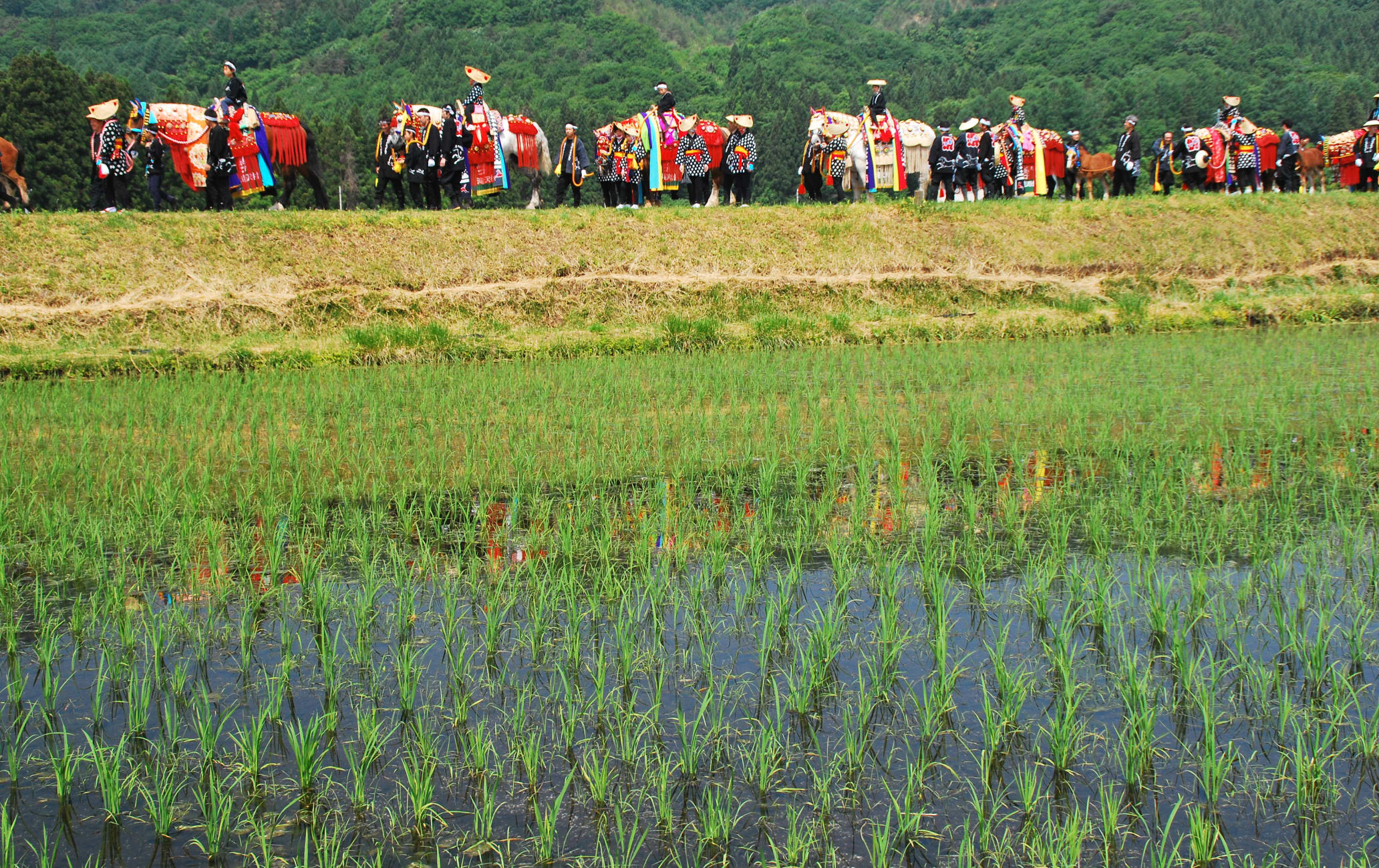 Ornately adorned horses parading between rice paddies in the Iwate, Japan, countryside.