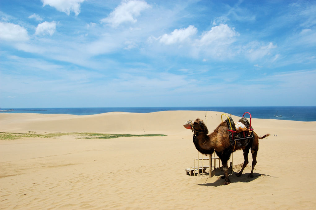 Tottori sand dunes with a camel and ocean in the background.