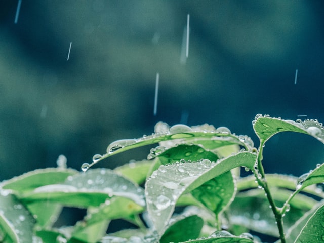 Nyubai or The Beginning of the Rainy Season in Japan