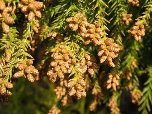 Cryptomeria japonica male, Hay Fever in Japan Survival Guide