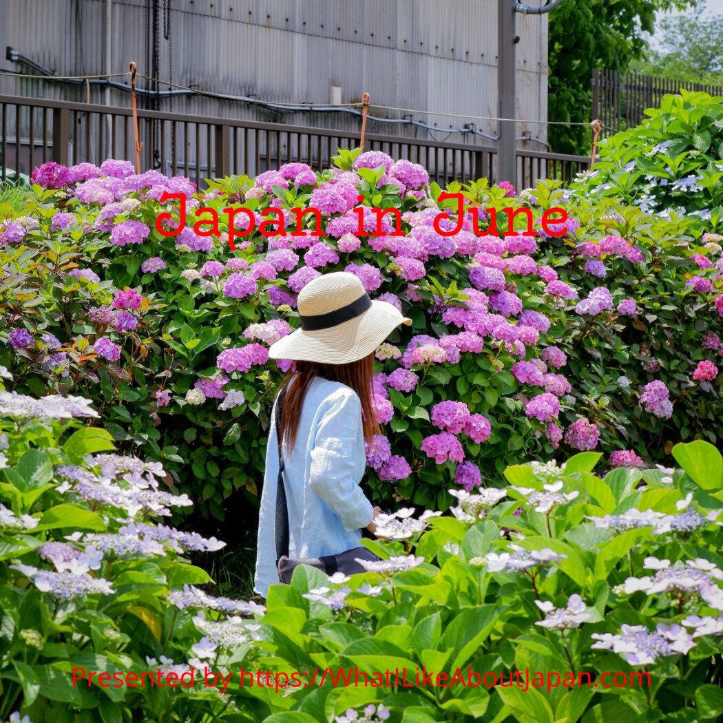 Japanese Culture, June in Japan, What I Like About Japan, A lady walking through a grove of ajisai flowers.