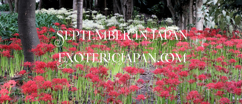 Japanese Culture, September in Japan, Field of Red and White Spider Lillies in Bloom