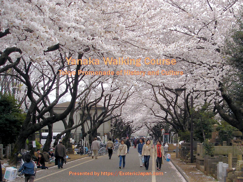 Yanaka Walking Course, Exoteric Job, People walking through Yanaka cemetery, Japanese Culture, Tokyo Promenade of History and Culture