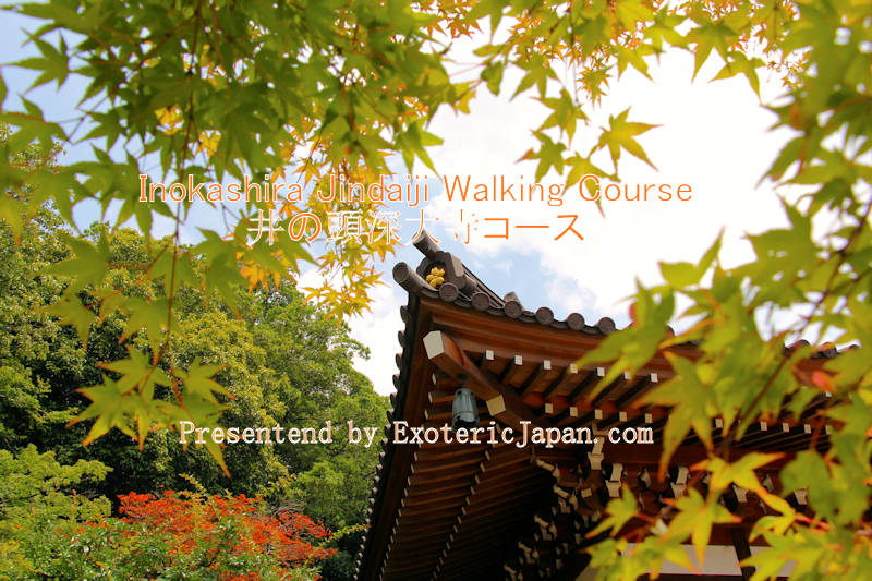 Exoteric Japan, Japanese Culture, Tokyo Promenade of History and Culture, Inokashira Jindaiji Walking Course | 井の頭深大寺コース, The gables from the roof of Jindaiji Temple showing through green maple leaves.