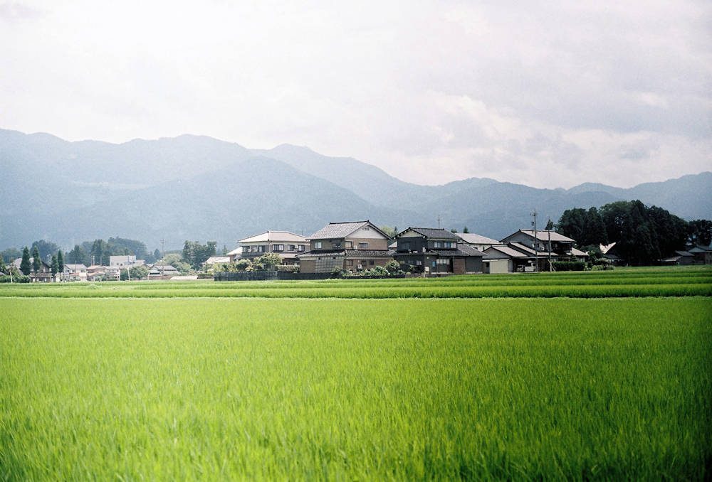 Mountain Day Rice Fields and Mountain Background, Japanese Culture, Japanese Holidays, Exoteric Japan